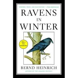 Ravens in Winter -- Bernd Heinrich